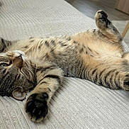 Kiara participe au concours pour gagner de l'argent avec cette photo : animal, cat, comfort, couch, cozy, cute, feline, fur, home, indoor, living_room, paw_pads, pet, relaxed, resting, soft_texture, striped, tabby, upside_down, whiskers