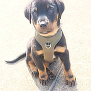 Marley participe au concours pour gagner de l'argent avec cette photo : puppy, dog, black_and_tan, harness, leash, pavement, sidewalk, grass, paw, sitting, portrait, outdoors, sunlight, cute, young, pet, eyes, nose, fur, shadow