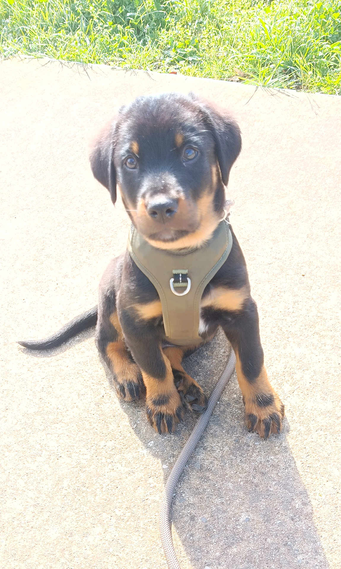 Marley participe au concours pour gagner de l'argent avec cette photo : puppy, dog, black_and_tan, harness, leash, pavement, sidewalk, grass, paw, sitting, portrait, outdoors, sunlight, cute, young, pet, eyes, nose, fur, shadow