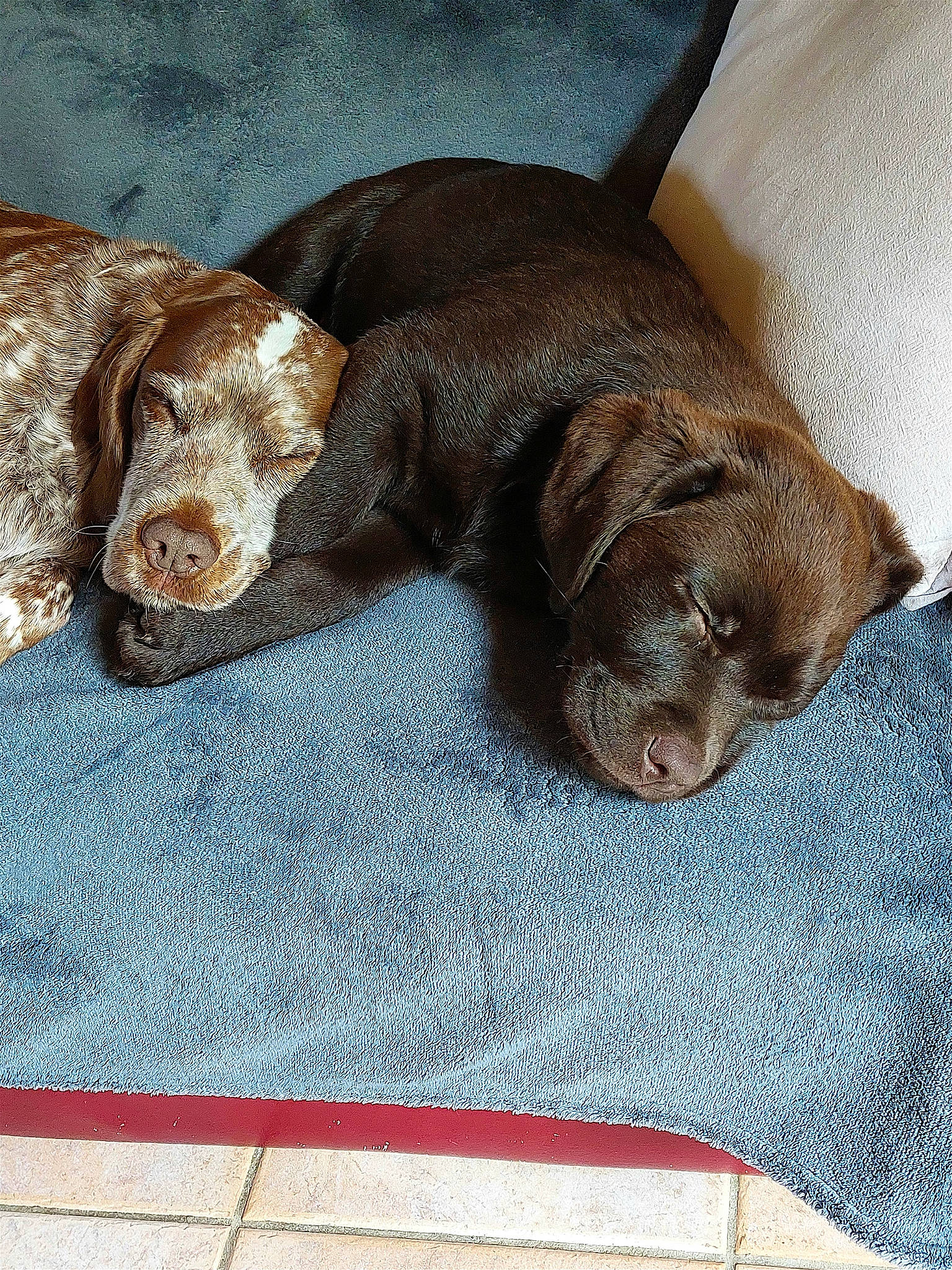 Vénus participe au concours pour gagner de l'argent avec cette photo : brown, canidae, carnivore, comfort, companion_dog, dog, dog_breed, fawn, fur, linens, liver, nap, pet_supply, puppy, sleep, snout, sporting_group, terrestrial_animal, whiskers, working_animal