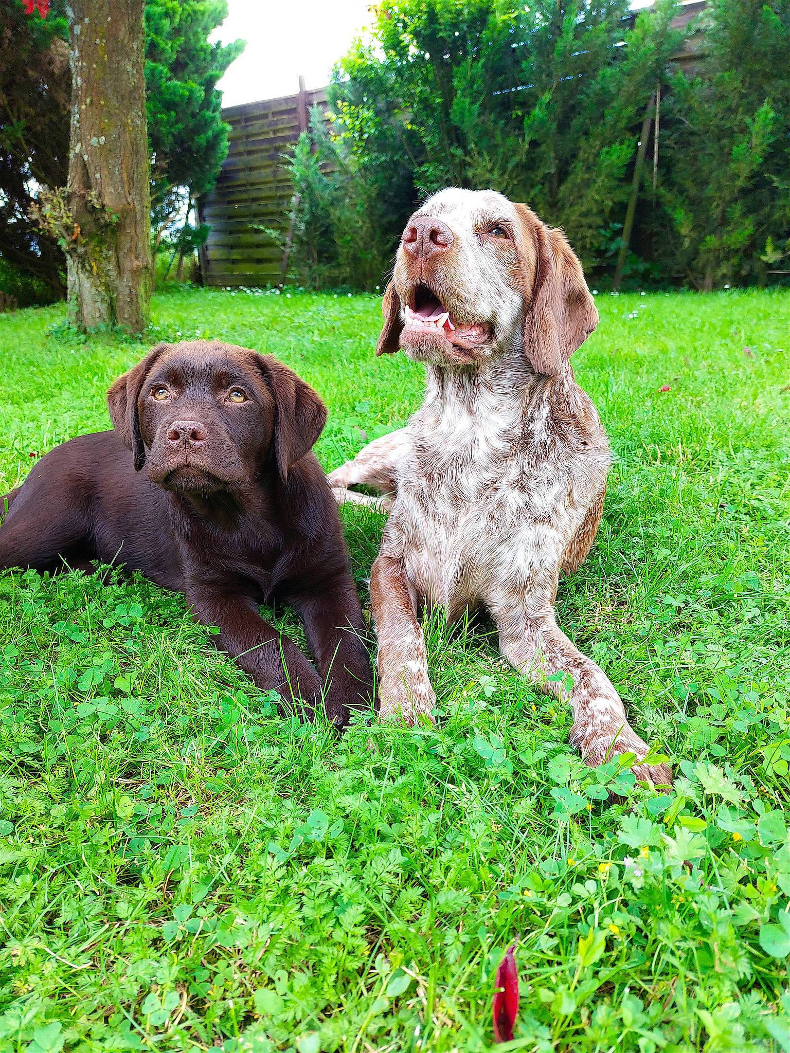 Vénus a rejoint le concours — aidez-le/la à gagner de superbes lots ! canidae, carnivore, companion_dog, dog, dog_breed, grass, gun_dog, hunting_dog, liver, plant, pointing_breed, sporting_group, tree, working_animal