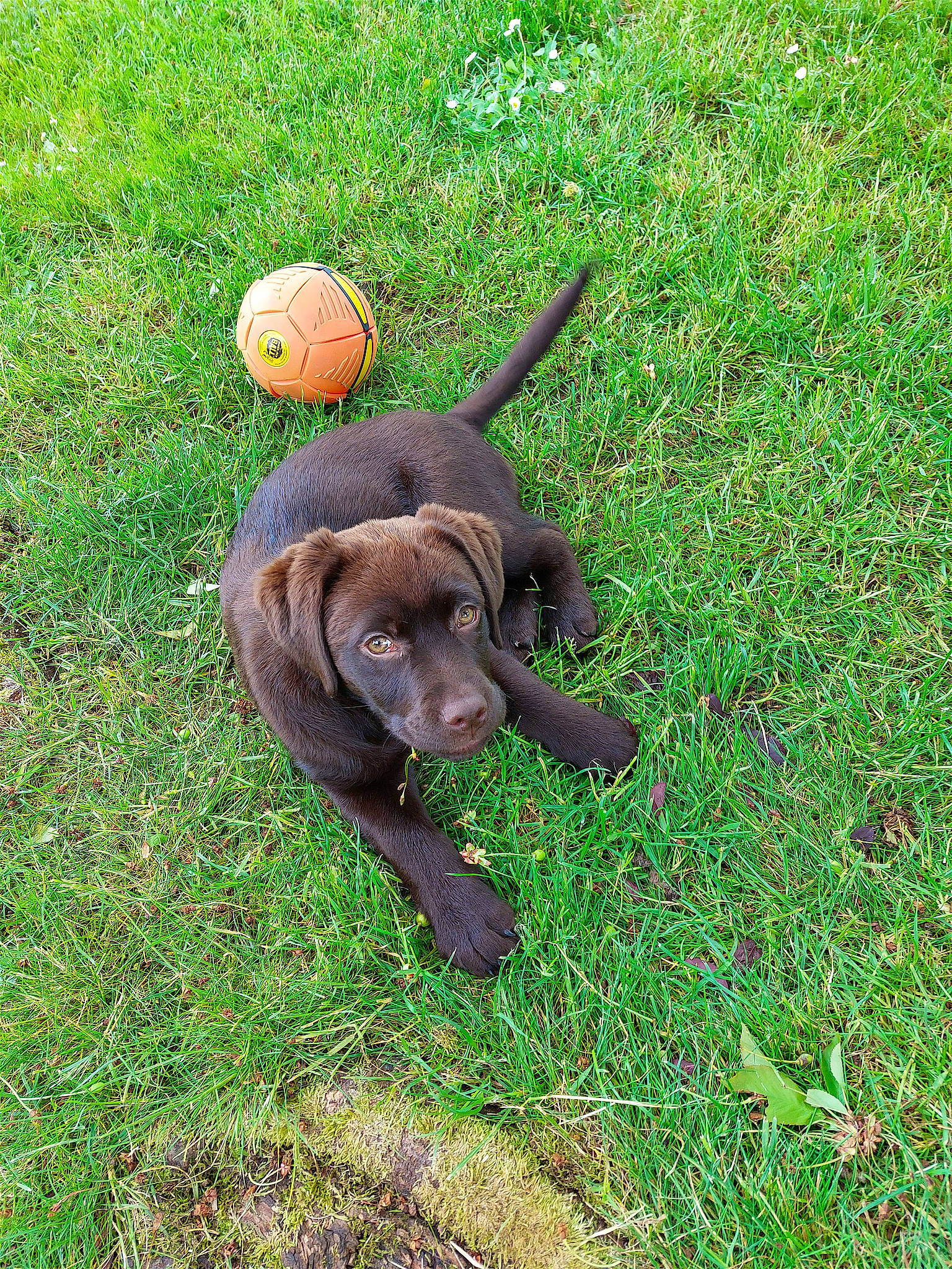 Vénus a rejoint le concours — aidez-le/la à gagner de superbes lots ! canidae, carnivore, companion_dog, dog, dog_breed, dog_collar, fawn, grass, grass_family, grassland, groundcover, gun_dog, hunting_dog, liver, plant, snout, sporting_group, tail, terrestrial_animal, working_animal