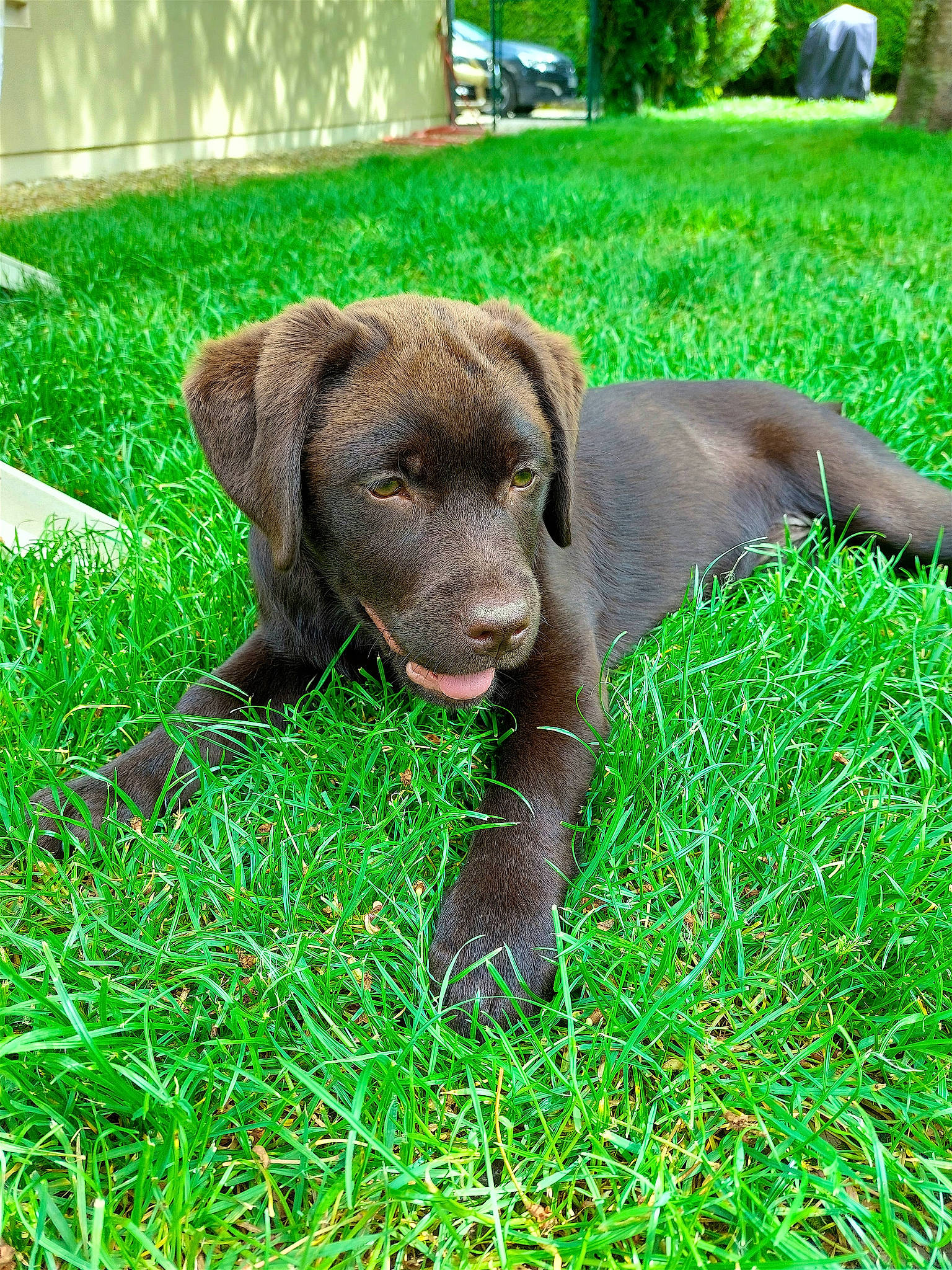 Vénus a rejoint le concours — aidez-le/la à gagner de superbes lots ! canidae, carnivore, companion_dog, dog, dog_breed, fawn, grass, grassland, green, groundcover, gun_dog, hierochloe, liver, plant, snout, sporting_group, terrestrial_animal, terrestrial_plant, tree, working_animal