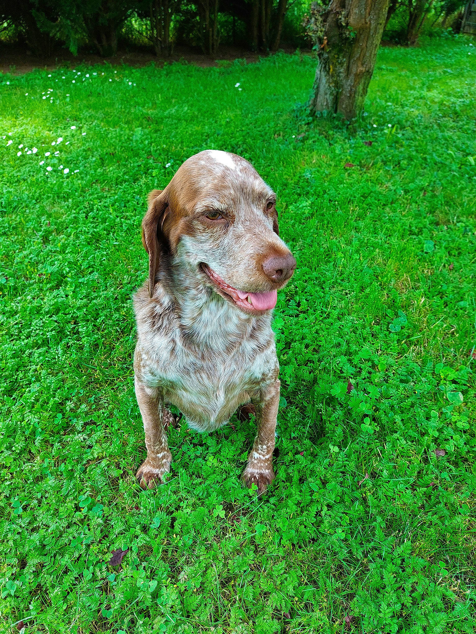 Odie participe au concours pour gagner de l'argent avec cette photo : canidae, carnivore, companion_dog, dog, dog_breed, fawn, grass, green, groundcover, gun_dog, liver, people_in_nature, plant, pointing_breed, snout, sporting_group, tail, tree, water, working_animal