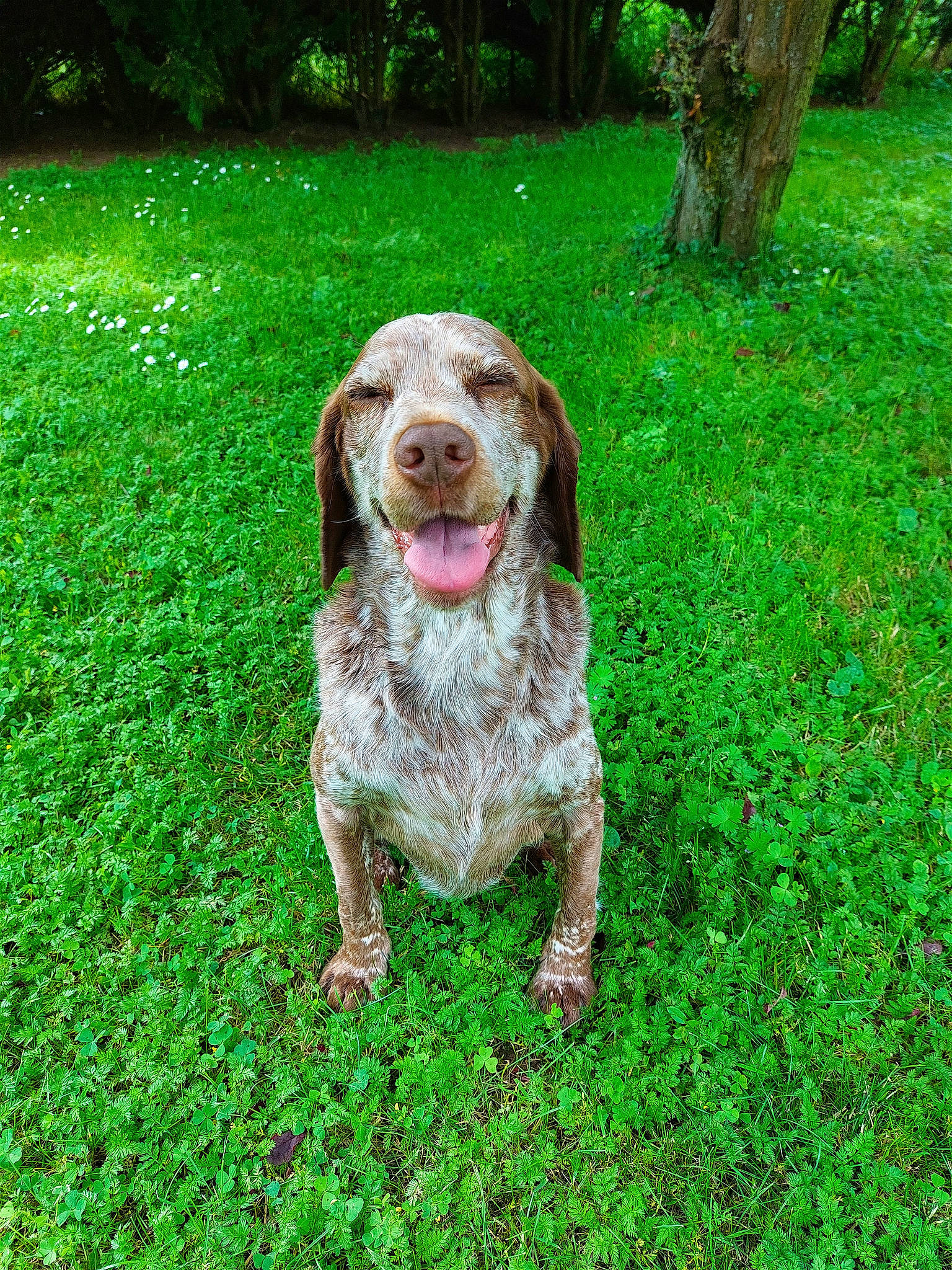 Odie a rejoint le concours — aidez-le/la à gagner de superbes lots ! canidae, carnivore, companion_dog, dog, dog_breed, grass, green, groundcover, gun_dog, hunting_dog, liver, people_in_nature, plant, retriever, spaniel, sporting_group, tree