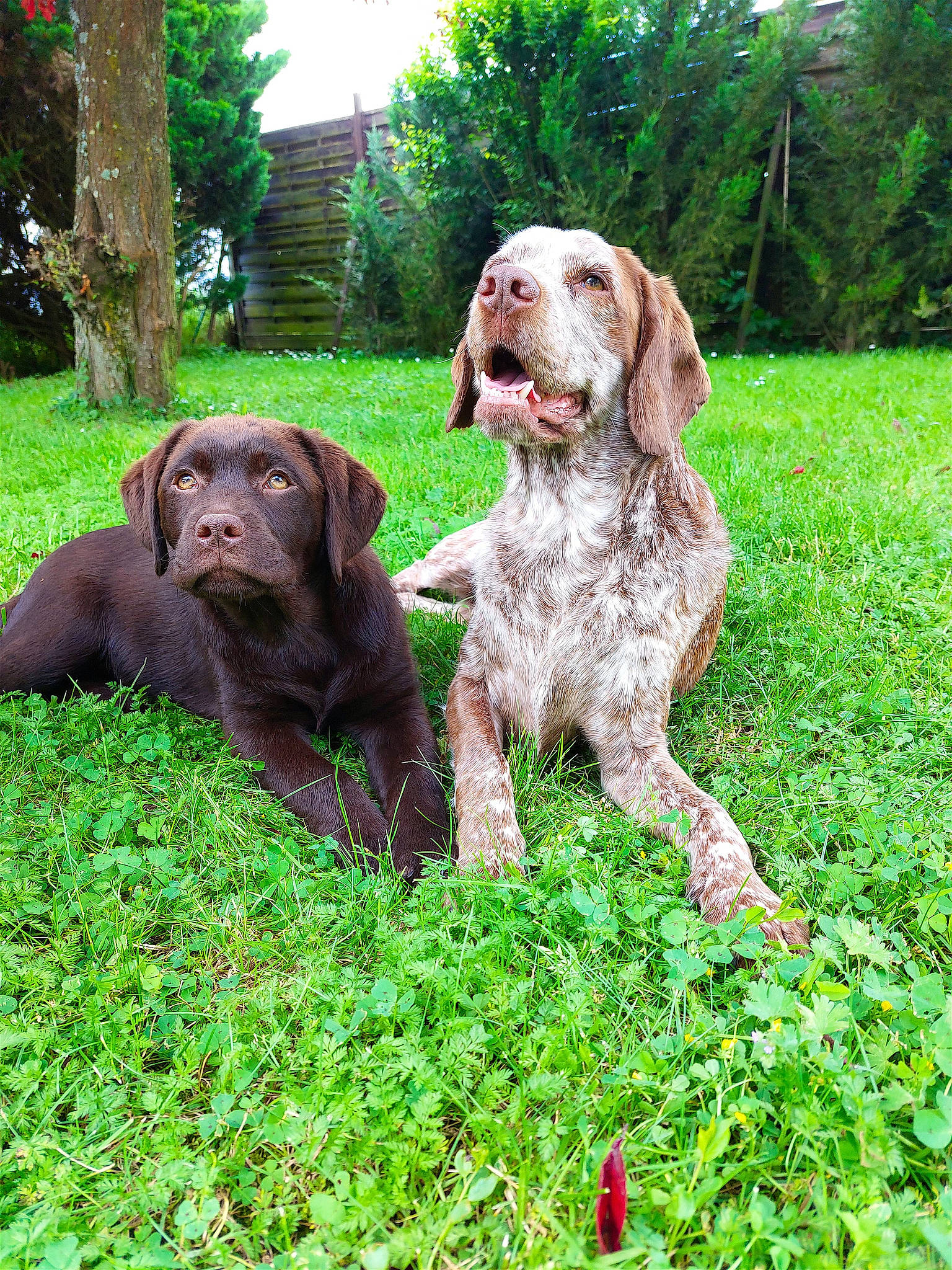 Odie participe au concours pour gagner de l'argent avec cette photo : canidae, carnivore, companion_dog, dog, dog_breed, grass, gun_dog, hunting_dog, liver, plant, pointing_breed, sporting_group, tree, working_animal