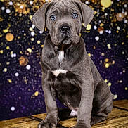 Arès a rejoint le concours — aidez-le/la à gagner de superbes lots ! puppy, dog, gray_dog, blue_eyes, wooden_chest, bokeh_background, studio_photo, portrait, cute, pet, animal, sitting, indoor, young_dog, close_up, fur, ears, nose, paw, expression