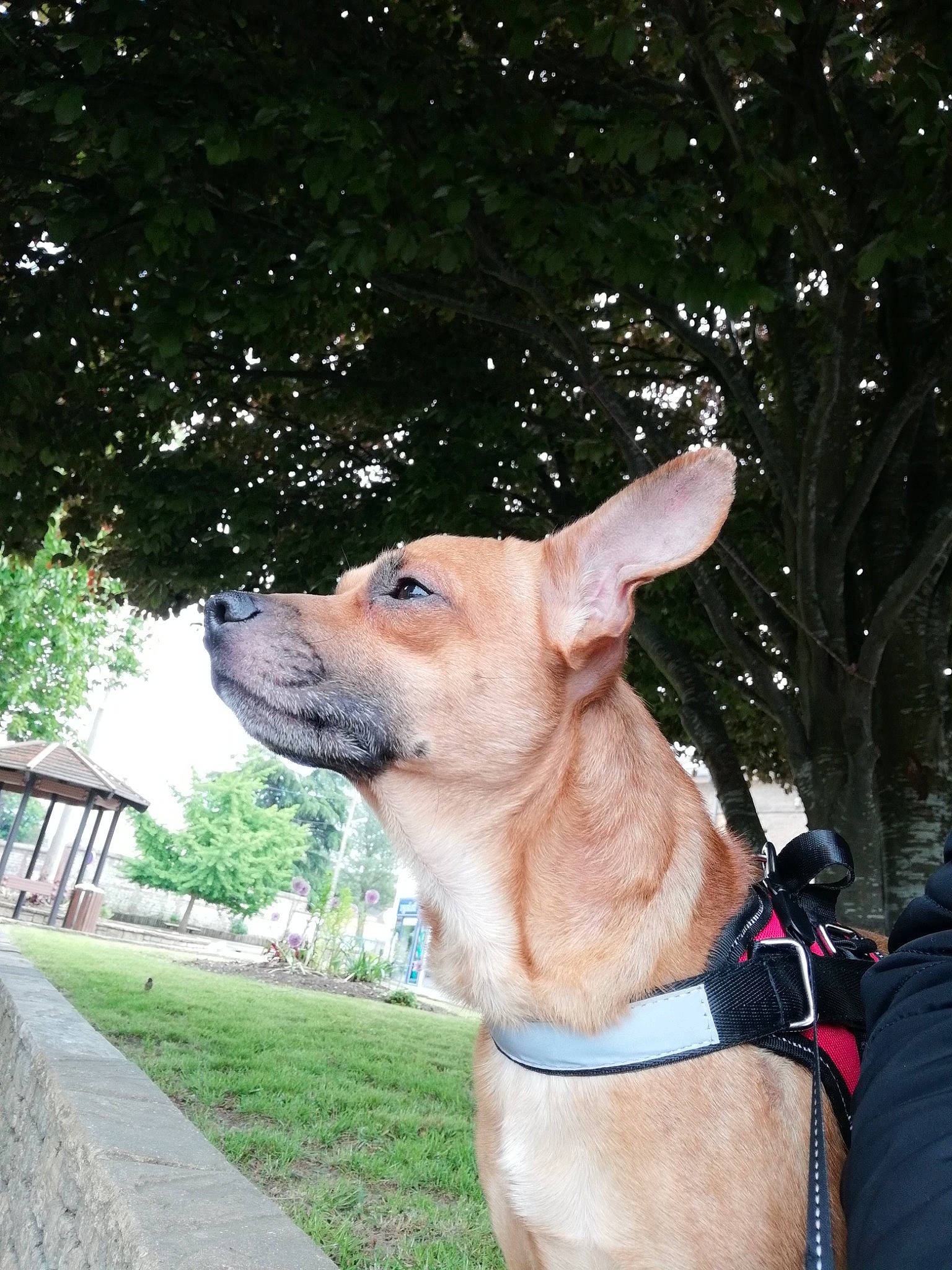 Monster participe au concours pour gagner de l'argent avec cette photo : canidae, carnivore, carolina_dog, companion_dog, dog, dog_breed, ear, fawn, mammal, potcake_dog, snout, vertebrate