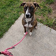 Sativa joined the competition — help win amazing prizes! dog, brindle, leash, sitting, concrete, grass, outdoor, pet, animal, chain_collar, path, attentive, brown, white_paws, ears, snout, sidewalk, nature, daylight, companion