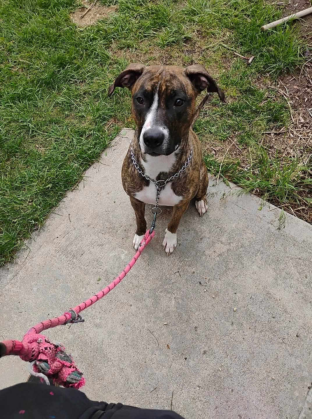 Sativa joined the competition — help win amazing prizes! dog, brindle, leash, sitting, concrete, grass, outdoor, pet, animal, chain_collar, path, attentive, brown, white_paws, ears, snout, sidewalk, nature, daylight, companion