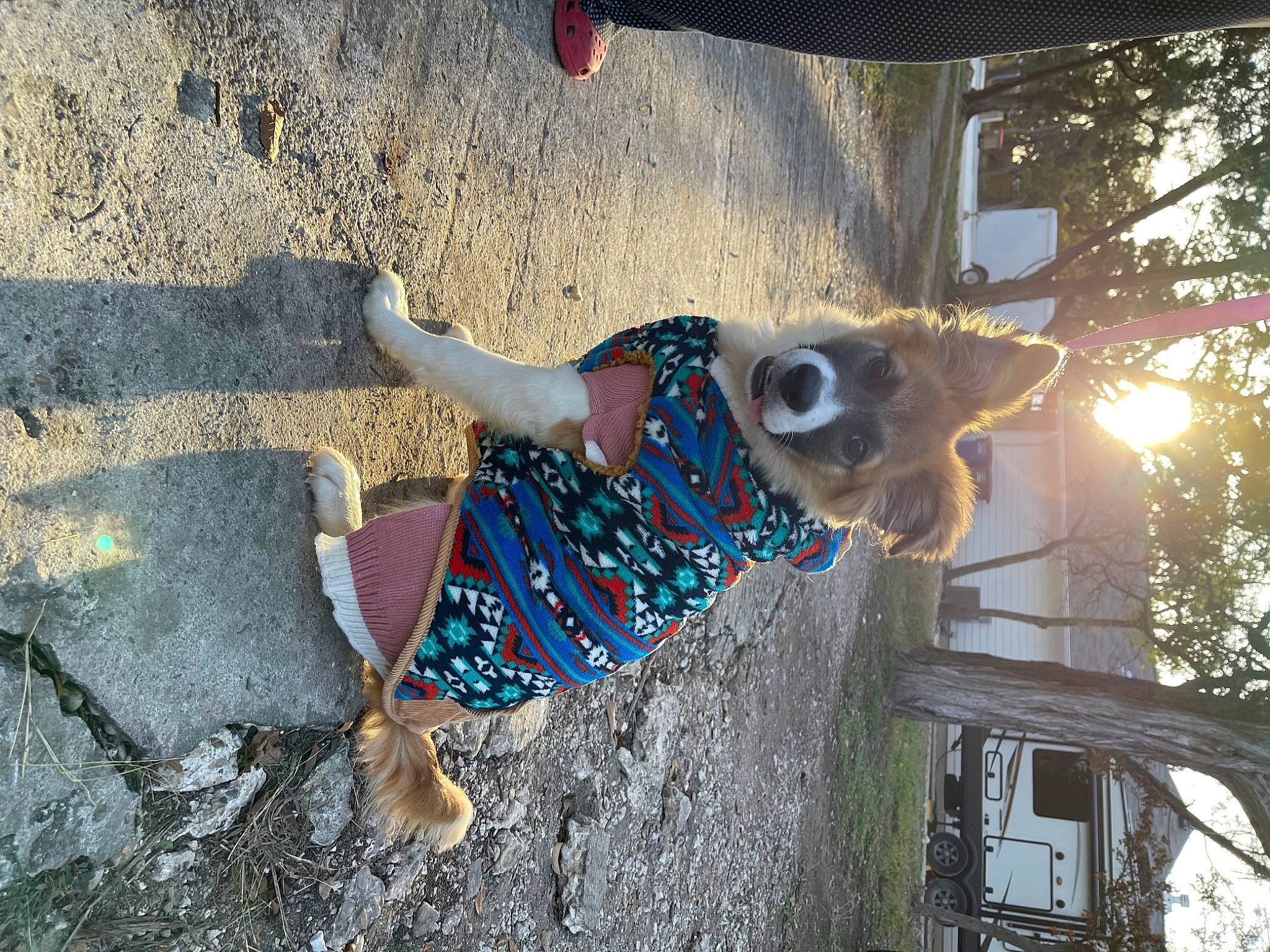 Margo joined the competition — help win amazing prizes! canidae, carnivore, electric_blue, eyewear, fawn, fun, fur, human_leg, leisure, pattern, recreation, shadow, soil, sporting_group, sunglasses, tail, tree, visual_arts, winter, wood