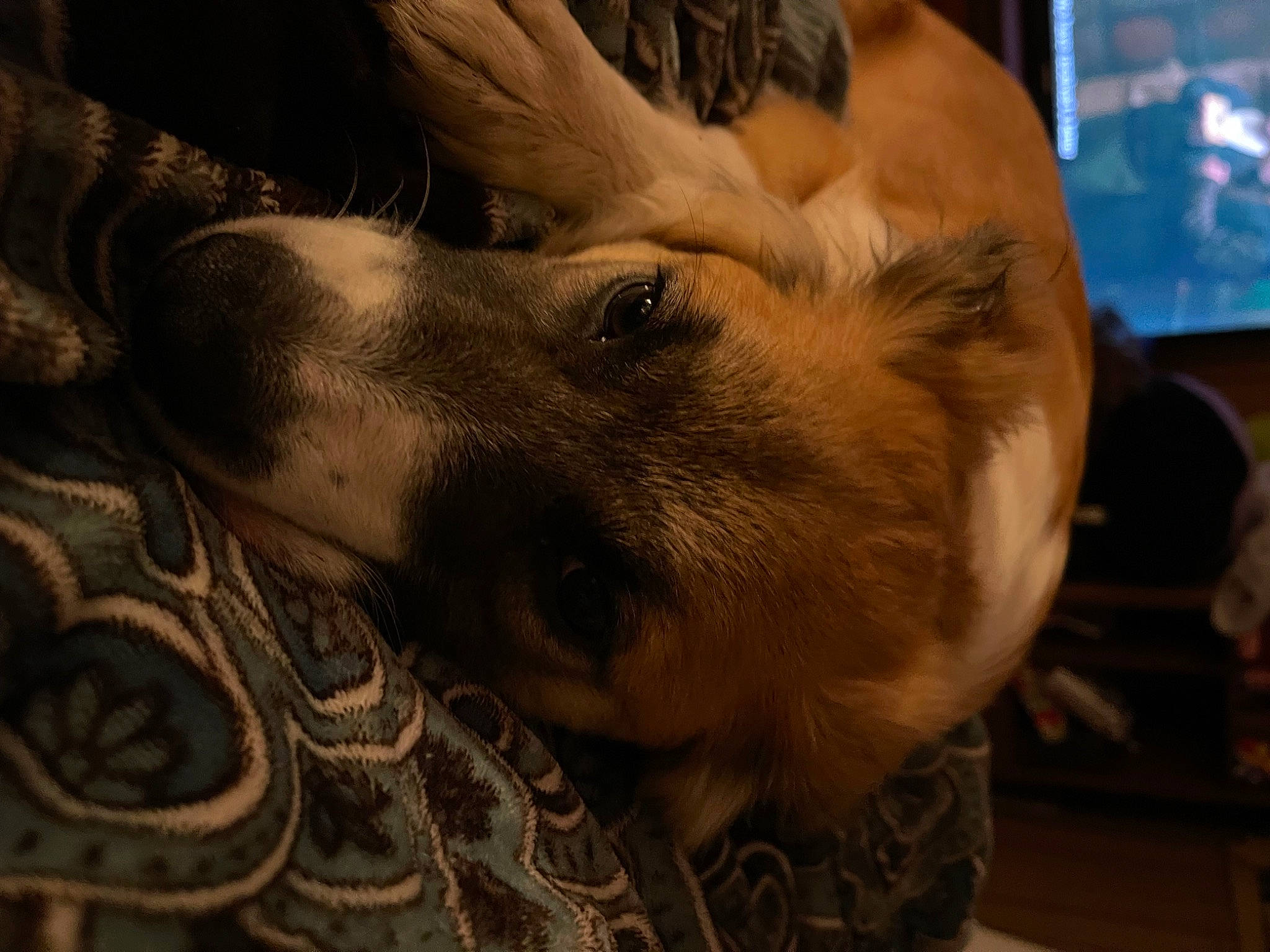 Margo joined the competition — help win amazing prizes! canidae, carnivore, companion_dog, dog, dog_breed, ear, eye, eyelash, fawn, felidae, fur, guard_dog, jaw, nap, paw, selfie, snout, sporting_group, whiskers, working_animal