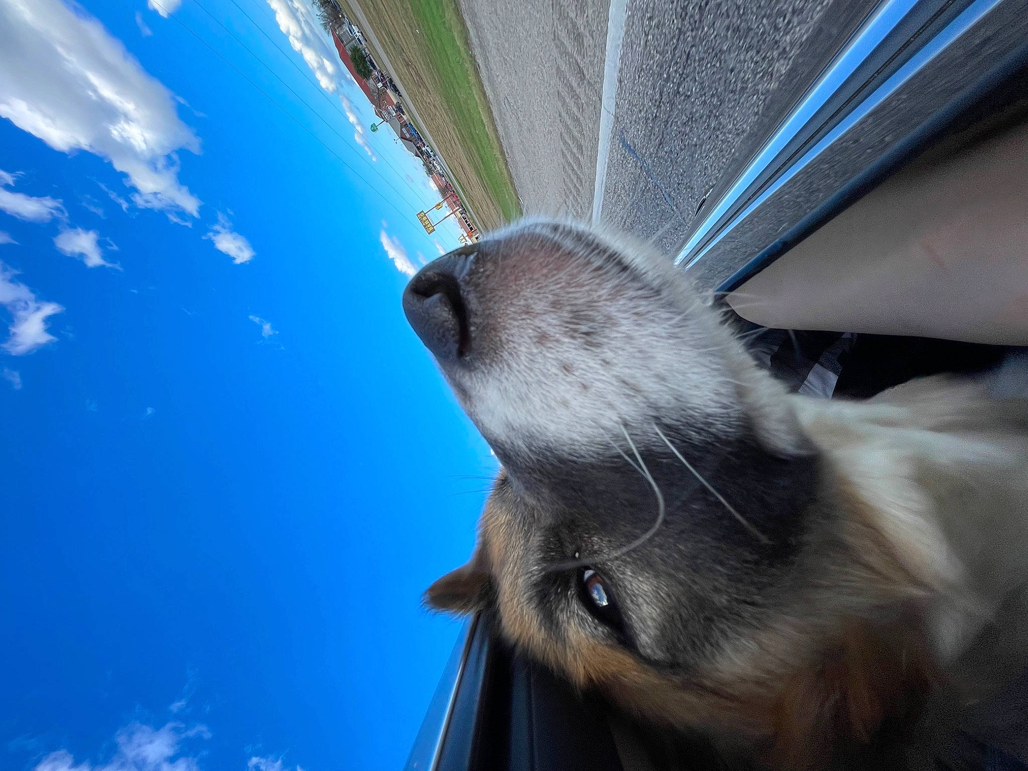 Margo is registered to the contest to win money with this photo: blue, building, carnivore, cloud, dog_breed, electric_blue, fawn, fur, line, paw, plant, sky, snout, terrestrial_animal, tree, water, whiskers, wildlife, window, wing