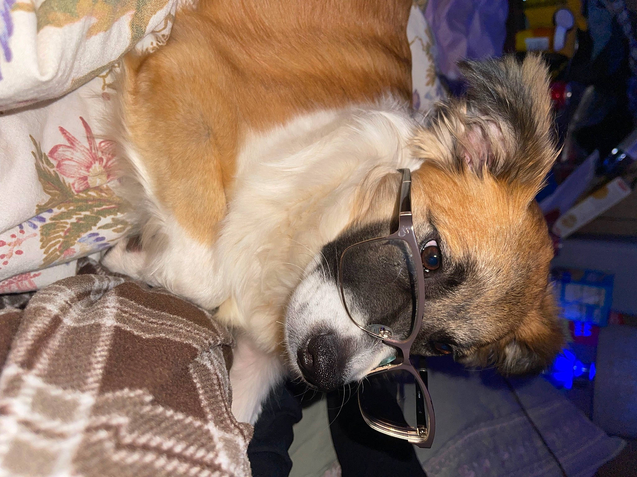 Margo is registered to the contest to win money with this photo: ancient_dog_breeds, canidae, carnivore, claw, collar, comfort, companion_dog, dog, dog_breed, dog_collar, fawn, fur, non_sporting_group, paw, snout, sporting_group, toy_dog, whiskers, working_animal, working_dog