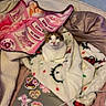 Yuki joined the competition — help win amazing prizes! animal, bed, bedding, bedroom, blanket, cat, cozy, cute, feline, fluffy, indoors, laptop, pet, pink, portrait, sitting, staring, stickers, tabby, white