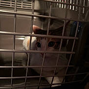 Yuki is registered to the contest to win money with this photo: animal, bars, cage, carrier, cat, close_up, curious, dim_lighting, eyes, face, indoors, kitten, orange_fur, pet, portrait, sitting, tabby, whiskers, white_fur, wide_eyes