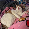 Yuki joined the competition — help win amazing prizes! animal_portrait, aquarium, bedroom, blanket, cat, cozy, cute, fish_tank, funny, home, indoor, lying_down, orange_patches, pet, pink_blanket, relaxed, sleepy, tongue_out, whiskers, white_cat