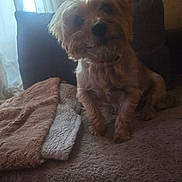 Laidy a rejoint le concours — aidez-le/la à gagner de superbes lots ! dog, small_dog, fluffy_fur, blanket, couch, indoor, pet, curious, head_tilt, natural_light, window, cozy, furniture, soft_texture, brown, fur, collar, companion, animal, domestic