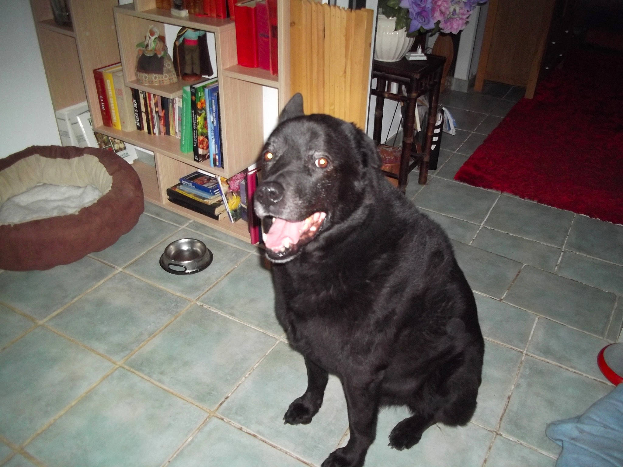 Benji a rejoint le concours — aidez-le/la à gagner de superbes lots ! borador, canidae, carnivore, companion_dog, dog, dog_breed, flat_coated_retriever, labrador_retriever, mammal, retriever, snout, sporting_group, tail