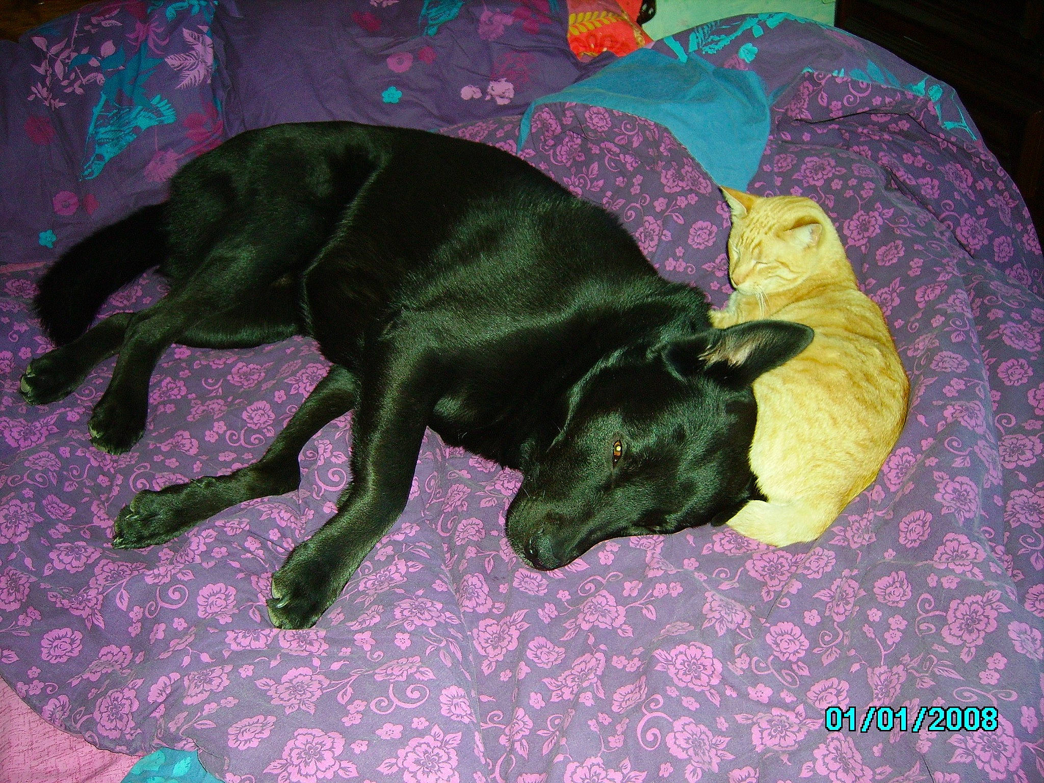 Benji participe au concours pour gagner de l'argent avec cette photo : beagador, borador, canidae, carnivore, dog, dog_breed, flat_coated_retriever, labrador_retriever, patterdale_terrier, puppy, purple, retriever, sporting_group, tail