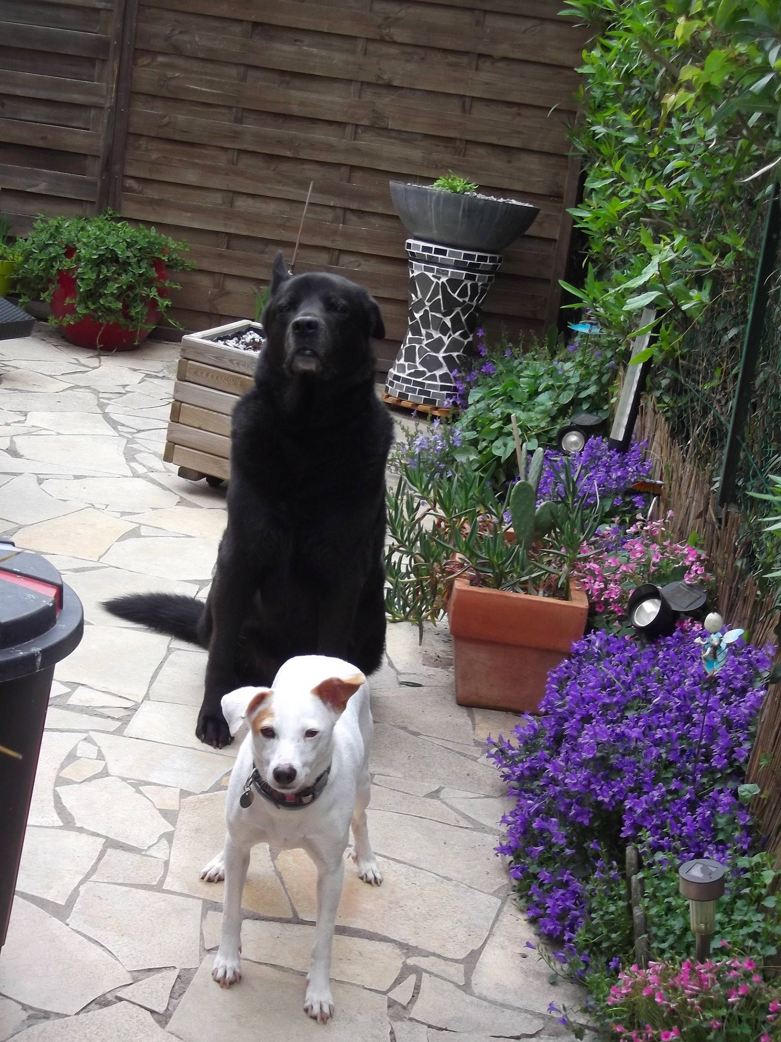 Benji a rejoint le concours — aidez-le/la à gagner de superbes lots ! backyard, borador, canidae, carnivore, dog, dog_breed, fawn, flower, garden, labrador_retriever, mammal, plant, pointer, sporting_group, yard