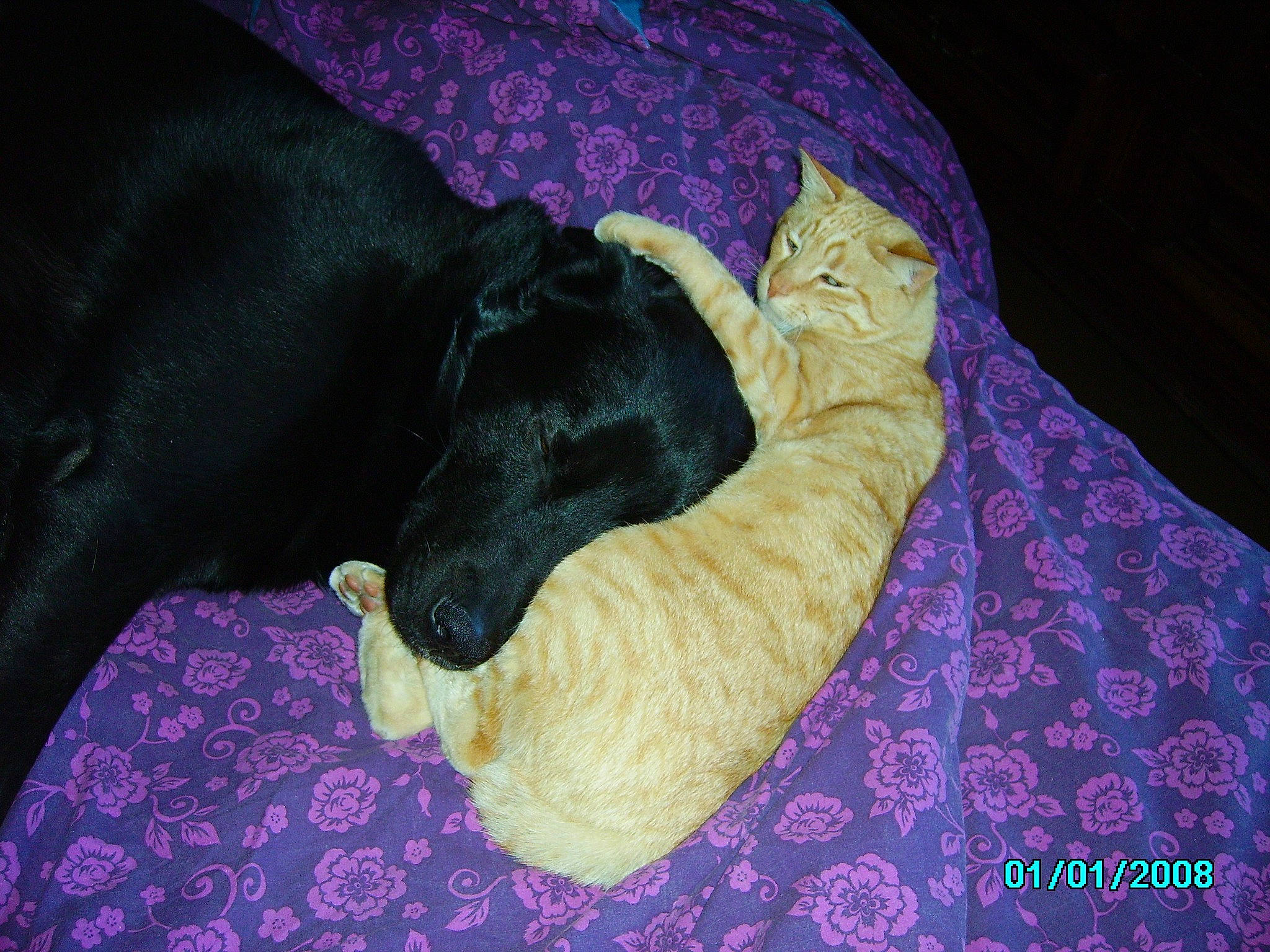 Benji a rejoint le concours — aidez-le/la à gagner de superbes lots ! black_cat, canidae, carnivore, cat, dog, dog_breed, fawn, felidae, guard_dog, mammal, purple, small_to_medium_sized_cats, sporting_group, tail