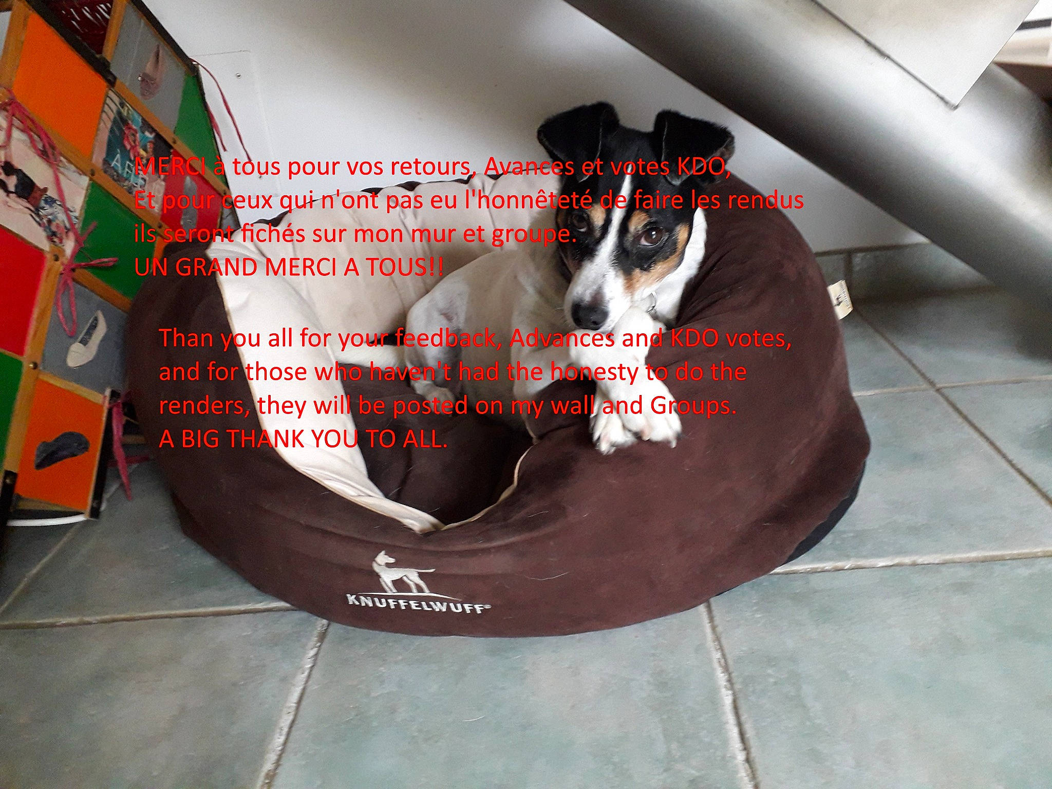 Chispa participe au concours pour gagner de l'argent avec cette photo : advertising, automotive_design, bean_bag, canidae, carmine, carnivore, comfort, companion_dog, dog, dog_bed, dog_breed, dog_supply, floor, flooring, font, graphics, pet_supply, room, snout, sporting_group