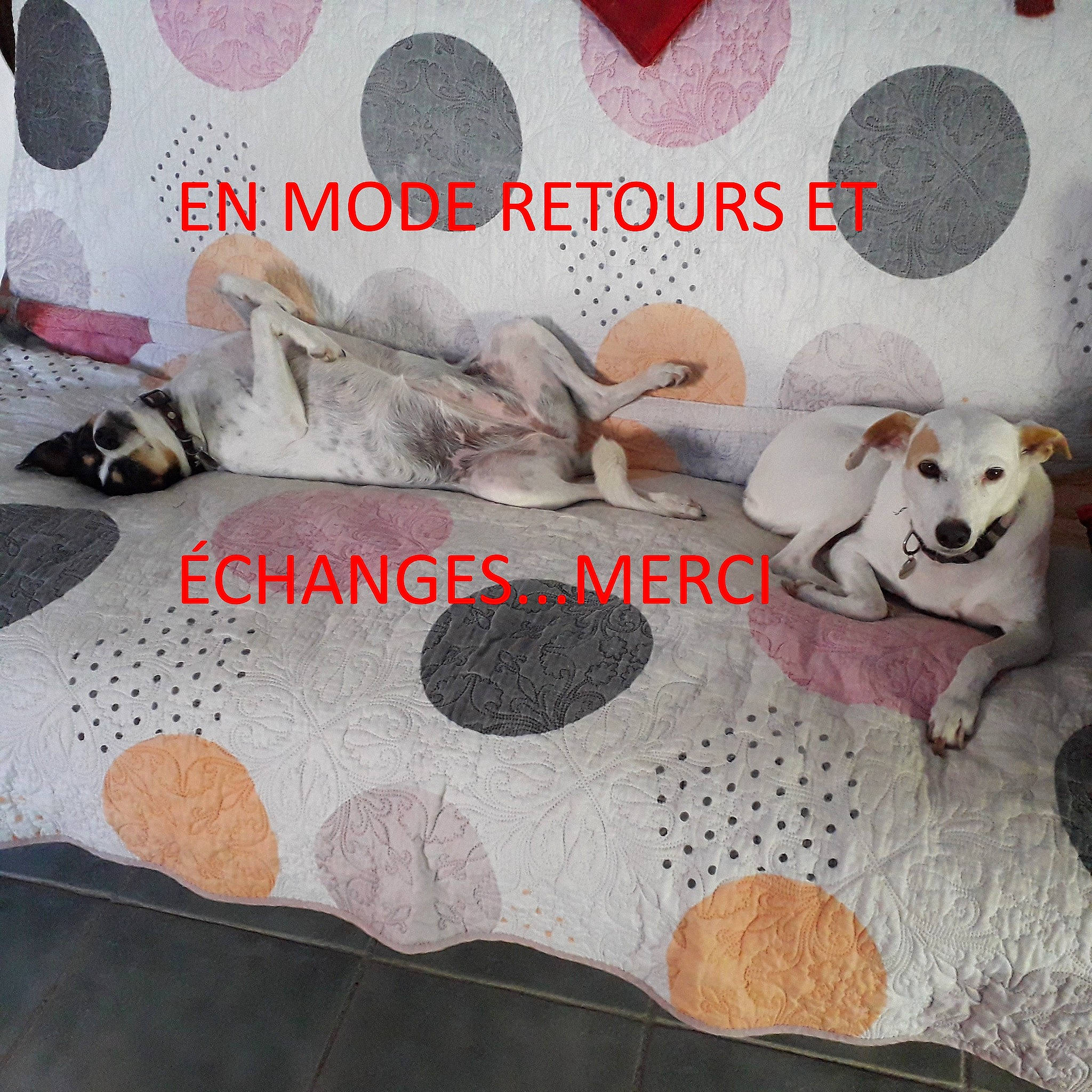 Chispa participe au concours pour gagner de l'argent avec cette photo : carnivore, comfort, companion_dog, dog, dog_supply, fawn, font, fur, grey, happy, linens, mammal, pattern, photo_caption, room, stuffed_toy, textile, toy, vertebrate, white