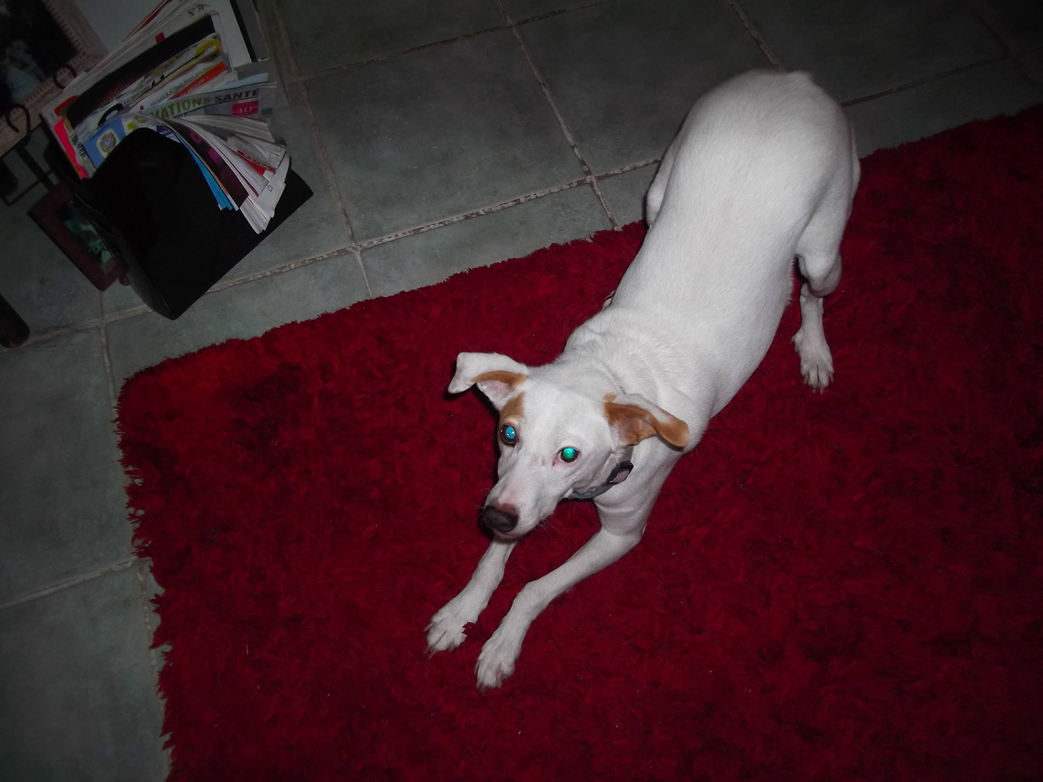 Pyla participe au concours pour gagner de l'argent avec cette photo : canidae, carnivore, companion_dog, dog, dog_breed, floor, flooring, mammal, non_sporting_group, sporting_group, tail, vertebrate, whippet