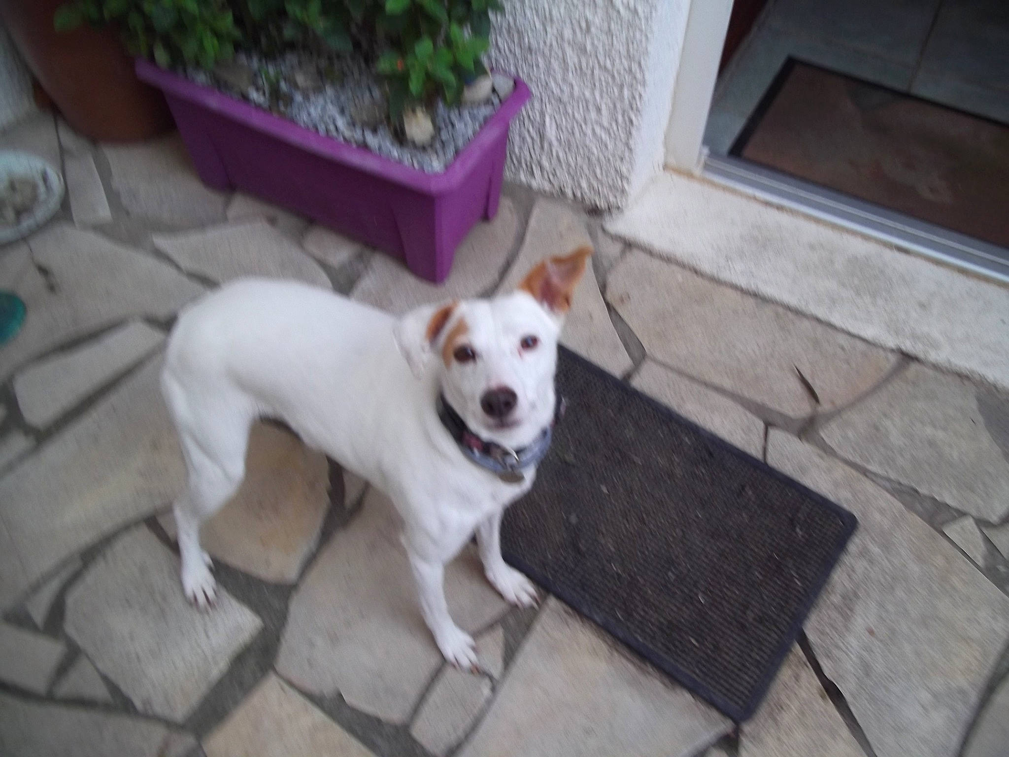 Pyla participe au concours pour gagner de l'argent avec cette photo : canidae, carnivore, companion_dog, dog, dog_breed, dogo_guatemalteco, jack_russell_terrier, mammal, non_sporting_group, rare_breed_dog, sporting_group, street_dog, vertebrate