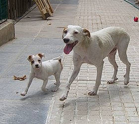 Pyla a rejoint le concours — aidez-le/la à gagner de superbes lots ! ancient_dog_breeds, canidae, carnivore, companion_dog, dog, dog_breed, fawn, gull_terr, hunting_dog, istrian_coarse_haired_hound, mammal, non_sporting_group, pointer, rajapalayam, rampur_greyhound, rare_breed_dog, sporting_group, street_dog, tail, vertebrate