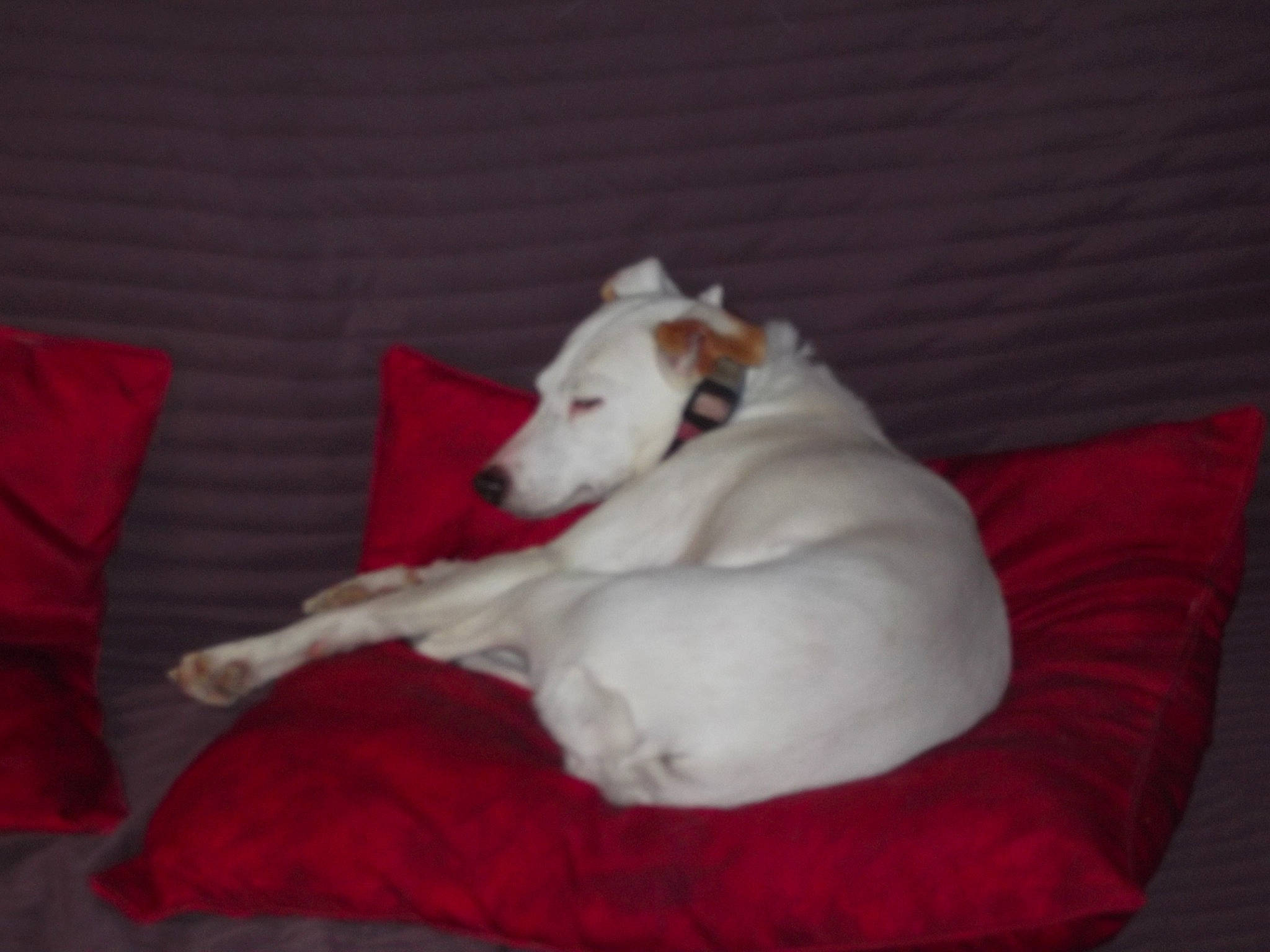 Pyla a rejoint le concours — aidez-le/la à gagner de superbes lots ! canidae, carnivore, companion_dog, dog, dog_breed, jack_russell_terrier, mammal, parson_russell_terrier, russell_terrier, terrier, vertebrate, whippet