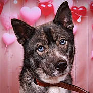 Maya participe au concours pour gagner de l'argent avec cette photo : dog, blue_eyes, close_up, portrait, collar, heart_balloons, pink_background, animal, pet, cute, fluffy, canine, indoor, love_theme, adorable, muzzle, ears, fur, looking_at_camera, valentines