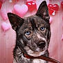 dog, blue_eyes, close_up, portrait, collar, heart_balloons, pink_background, animal, pet, cute, fluffy, canine, indoor, love_theme, adorable, muzzle, ears, fur, looking_at_camera, valentines