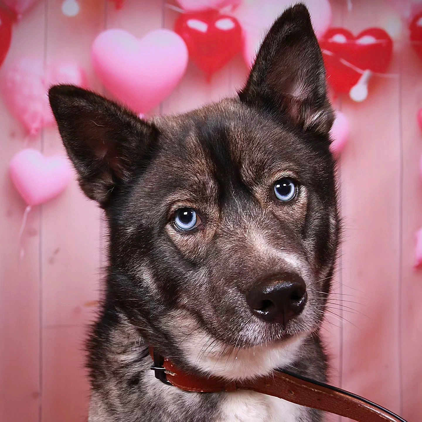 Maya