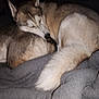dog, sleeping, husky, pet, animal, fur, blanket, cozy, indoor, tail, resting, cute, mammal, domestic_animal, canine, two_dogs, nap, companion, fur_texture, quiet