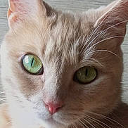 Pitch participe au concours pour gagner de l'argent avec cette photo : cat, close_up, green_eyes, fur, whiskers, pet, animal, cute, face, portrait, orange_cat, indoor, looking, feline, mammal, ears, nose, background, domestic, soft_light