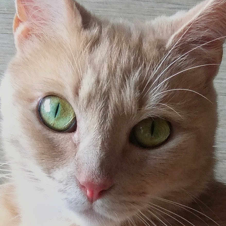 Pitch participe au concours pour gagner de l'argent avec cette photo : cat, close_up, green_eyes, fur, whiskers, pet, animal, cute, face, portrait, orange_cat, indoor, looking, feline, mammal, ears, nose, background, domestic, soft_light