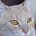 Carole N.