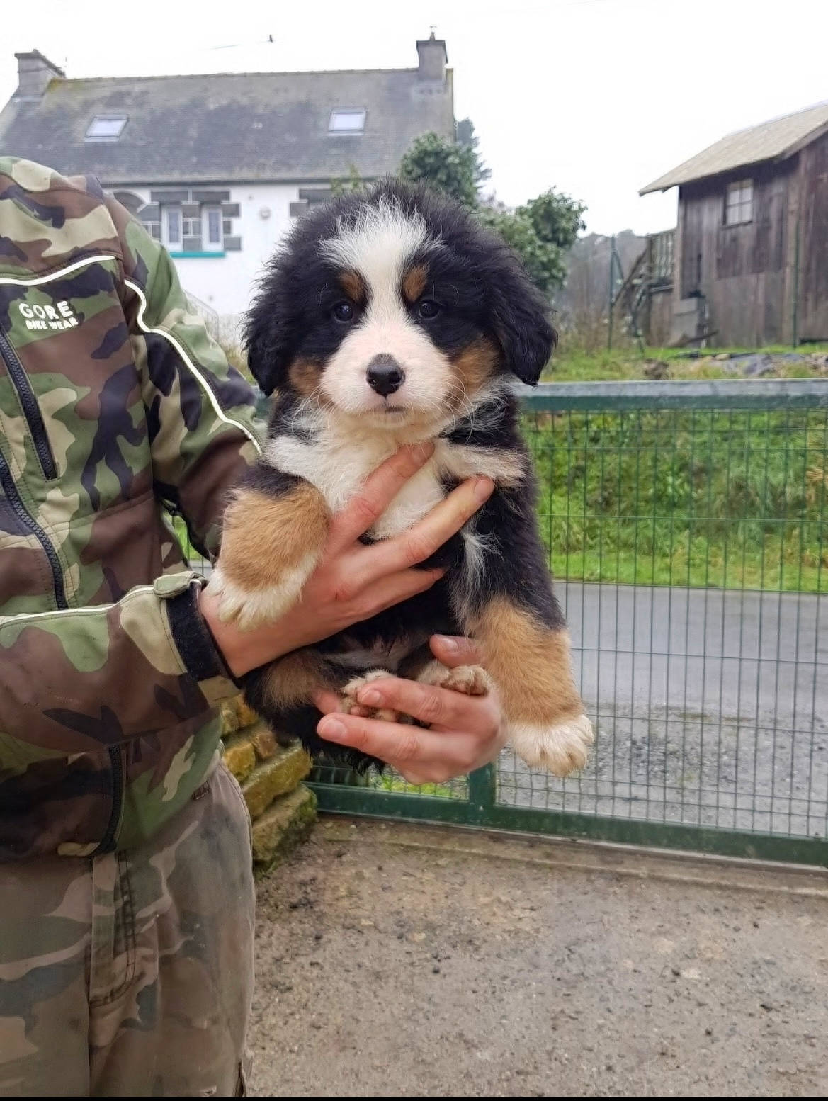 Tengo participe au concours pour gagner de l'argent avec cette photo : building, camouflage, canidae, carnivore, companion_dog, dog, dog_breed, fence, fur, herding_dog, military_camouflage, military_person, military_uniform, plant, sky, snout, sporting_group, tree, window, working_animal