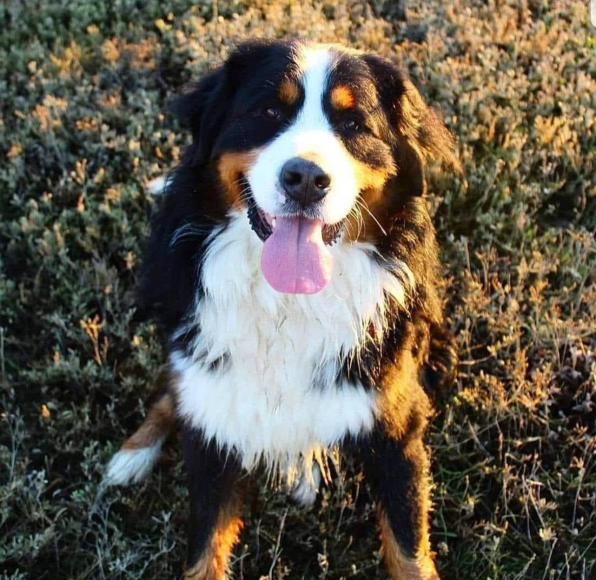 Tengo participe au concours pour gagner de l'argent avec cette photo : bernese_mountain_dog, canidae, carnivore, companion_dog, dog, dog_breed, fur, grass, herding_dog, plant, soil, sporting_group, terrestrial_animal, water_dog, whiskers, working_dog