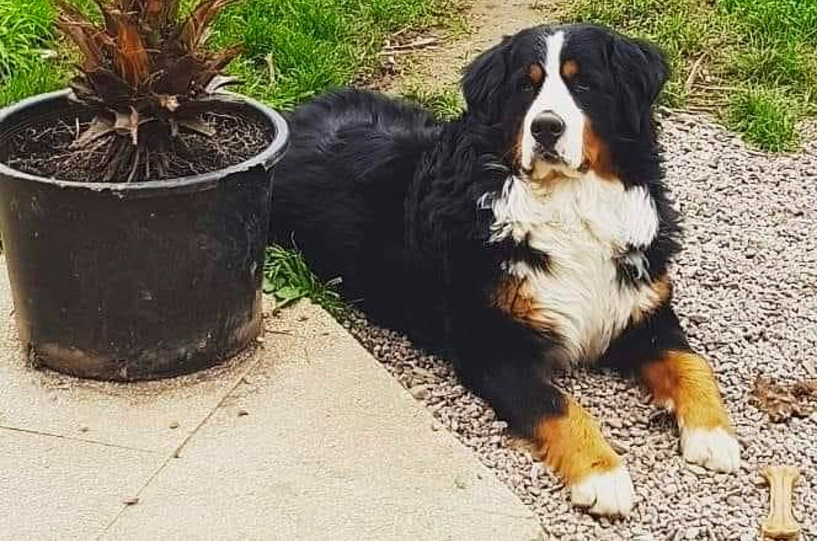 Tengo a rejoint le concours — aidez-le/la à gagner de superbes lots ! bernese_mountain_dog, carnivore, cavalier_king_charles_spaniel, companion_dog, dog, dog_breed, flowerpot, fur, grass, herb, houseplant, plant, road_surface, snout, sporting_group, terrestrial_animal, working_animal, working_dog