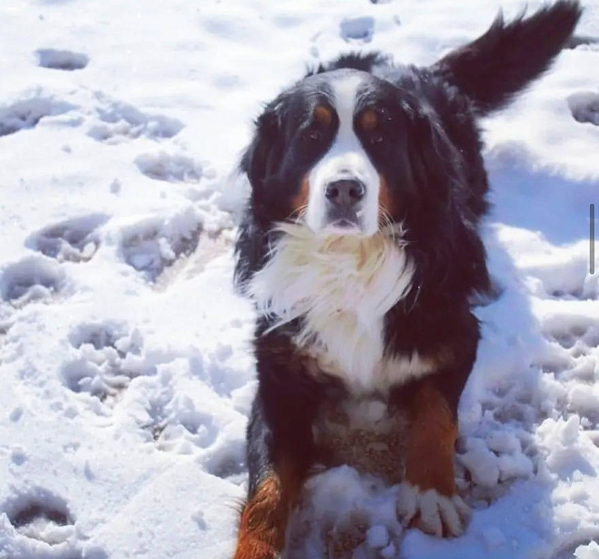 Tengo participe au concours pour gagner de l'argent avec cette photo : canidae, carnivore, companion_dog, dog, dog_breed, door, freezing, fur, gun_dog, king_charles_spaniel, liver, precipitation, snout, snow, spaniel, sporting_group, whiskers, winter, working_animal, working_dog