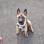 puppy, dog, pet, leash, harness, outdoor, asphalt, sitting, cute, ears, brown, black, young, animal, canine, alert, daylight, small, looking_up, walk