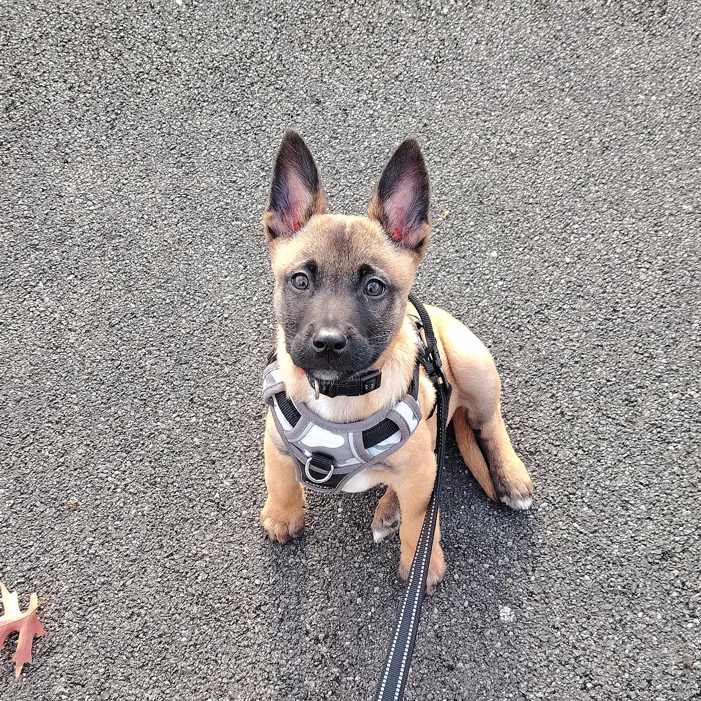 Marley participe au concours pour gagner de l'argent avec cette photo : alert, animal, asphalt, black, brown, canine, cute, daylight, dog, ears, harness, leash, looking_up, outdoor, pet, puppy, sitting, small, walk, young