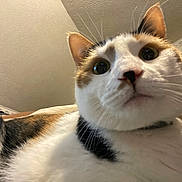 Sissy joined the competition — help win amazing prizes! animal, calico, cat, ceiling, close_up, collar, cozy, curious, ears, face, feline, fur, home, indoor, nose, pet, texture, wallpaper, whiskers, wide_eyes