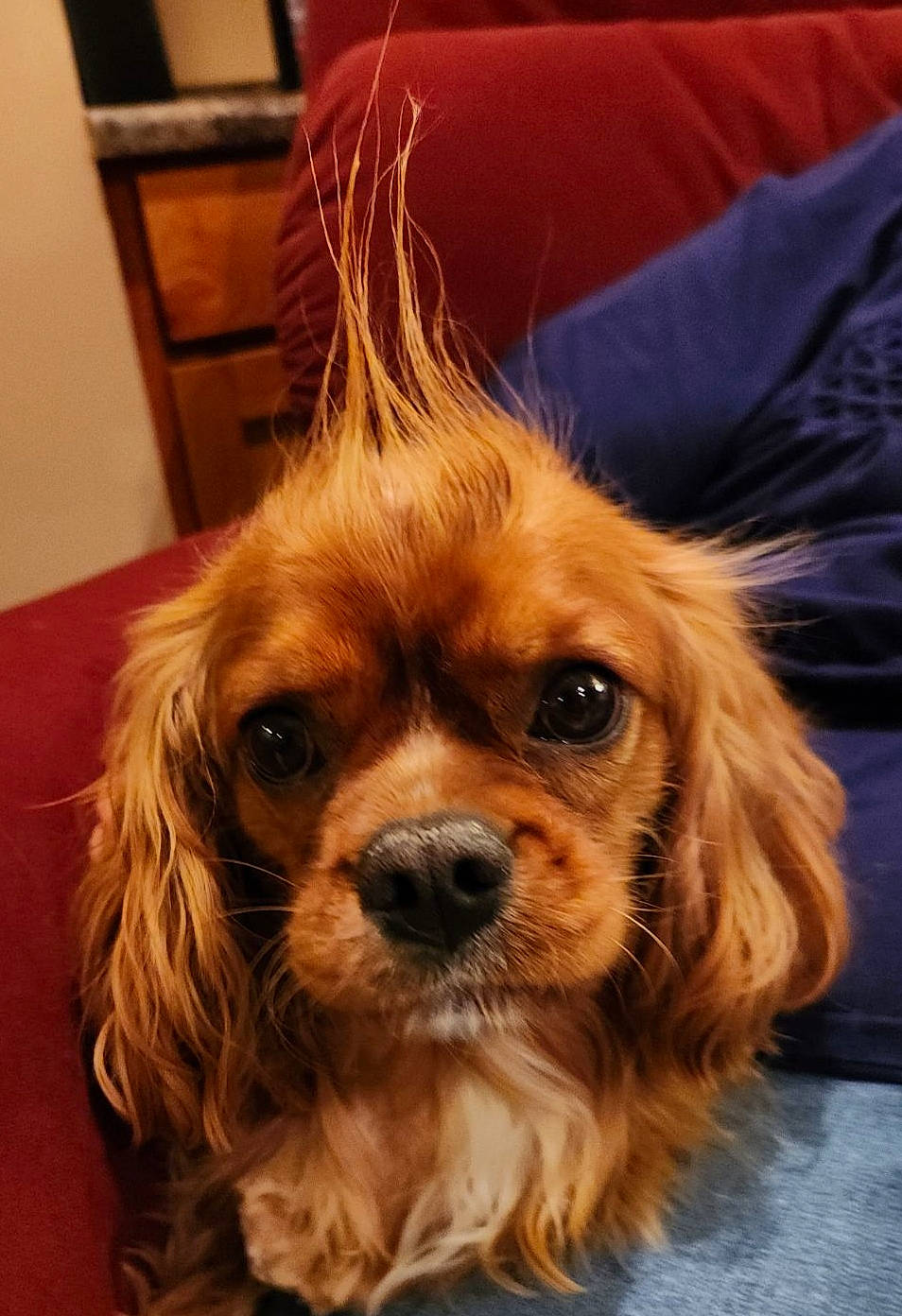 Kody is registered to the contest to win money with this photo: brown_hair, canidae, carnivore, companion_dog, dog, dog_breed, ear, eye, fawn, feathered_hair, fur, iris, liver, puppy, snout, sporting_group, surfer_hair, toy_dog, whiskers, working_animal