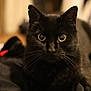 Minet a rejoint le concours — aidez-le/la à gagner de superbes lots ! alert, animal, black_cat, cat, close_up, curious, domestic_animal, ears, eyes, face, feline, focus, fur, indoor, looking, mammal, pet, portrait, soft_background, whiskers