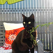 Minet participe au concours pour gagner de l'argent avec cette photo : animal, bench, black_cat, cat, closeup, curious, cushion, daylight, domestic_cat, feline, fence, garden, greenery, outdoor, patterned_blanket, pet, plant, sitting, sun_design, wooden_bench