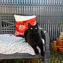 Minet a rejoint le concours — aidez-le/la à gagner de superbes lots ! animal, bench, black_cat, cat, cushion, daylight, feline, garden, green_eyes, home_garden, nature, outdoor, pet, pillow, plants, relaxed, resting, sun_motif, terracotta_pots, wooden_fence